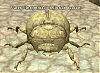 Click image for larger version

Name:	scarab.gif
Views:	644
Size:	83.1 KB
ID:	62
