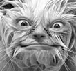 Cambion's Avatar