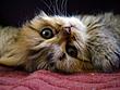 klona's Avatar